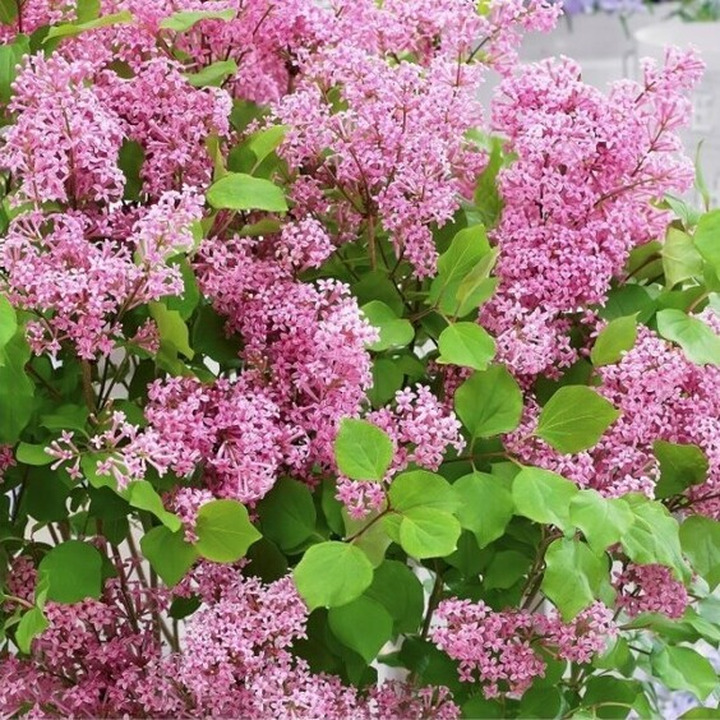 Alyva Mejerio (Lot Syringa Meyeri) "FLOWERFEST PINK'' KOTAS 80CM C15-ALYVOS-KRŪMAI