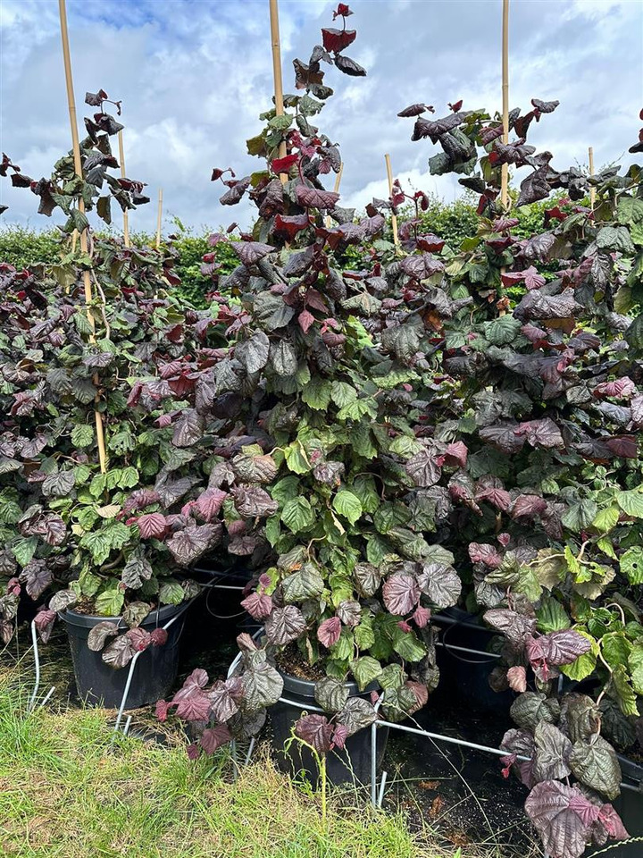 Lazdynas (Lot Corylus) 'Red Majestic' C35 125-150 CM