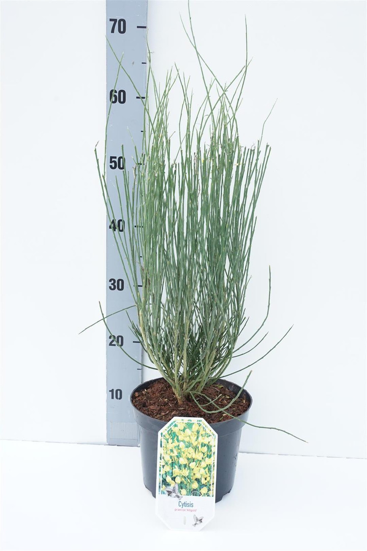 Raipstas šluotinis (Lot Cytisus praecox) 'Allgold' C3/P19 30-40 CM