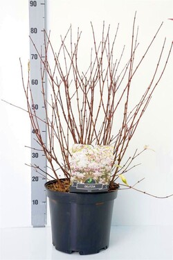 Rausvoji deucija (Lot Deutzia rosea) C10 50-60 CM