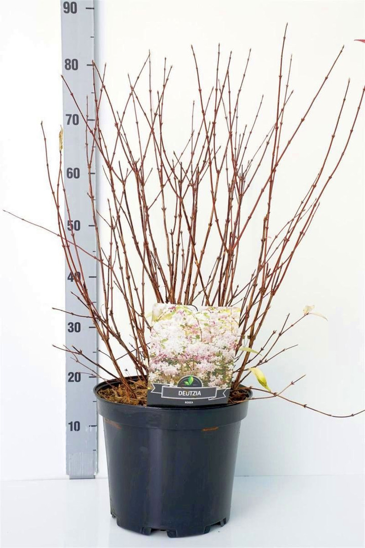 Rausvoji deucija (Lot Deutzia rosea) C10 50-60 CM