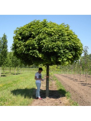 Klevas Paprastasis (Lot. Acer Platanoides) "GLOBOSUM" C5-KLEVAI-MEDŽIAI