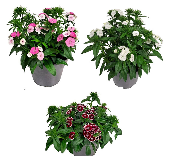 Dianthus MIX (Lot Dianthus in) C3/P19
