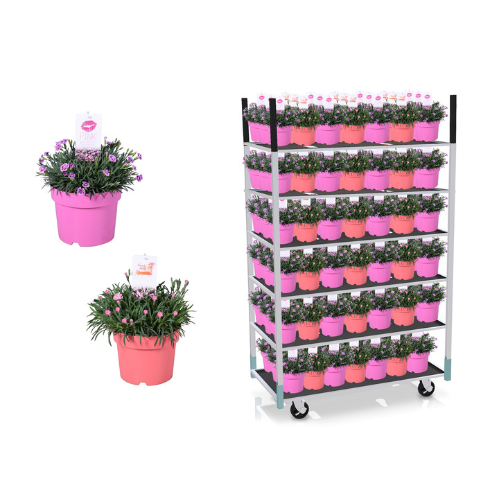 Dianthus MIX (Lot Dianthus in) C3/P19 TON SUR TON