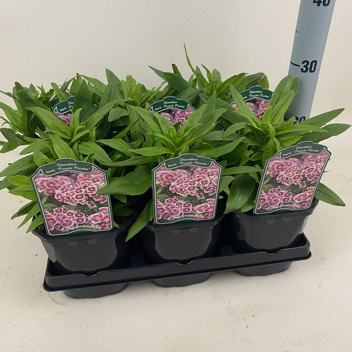 Gvazdikas b. (Lot Dianthus b.) 'Barb. Purple Picotee' C2/P17