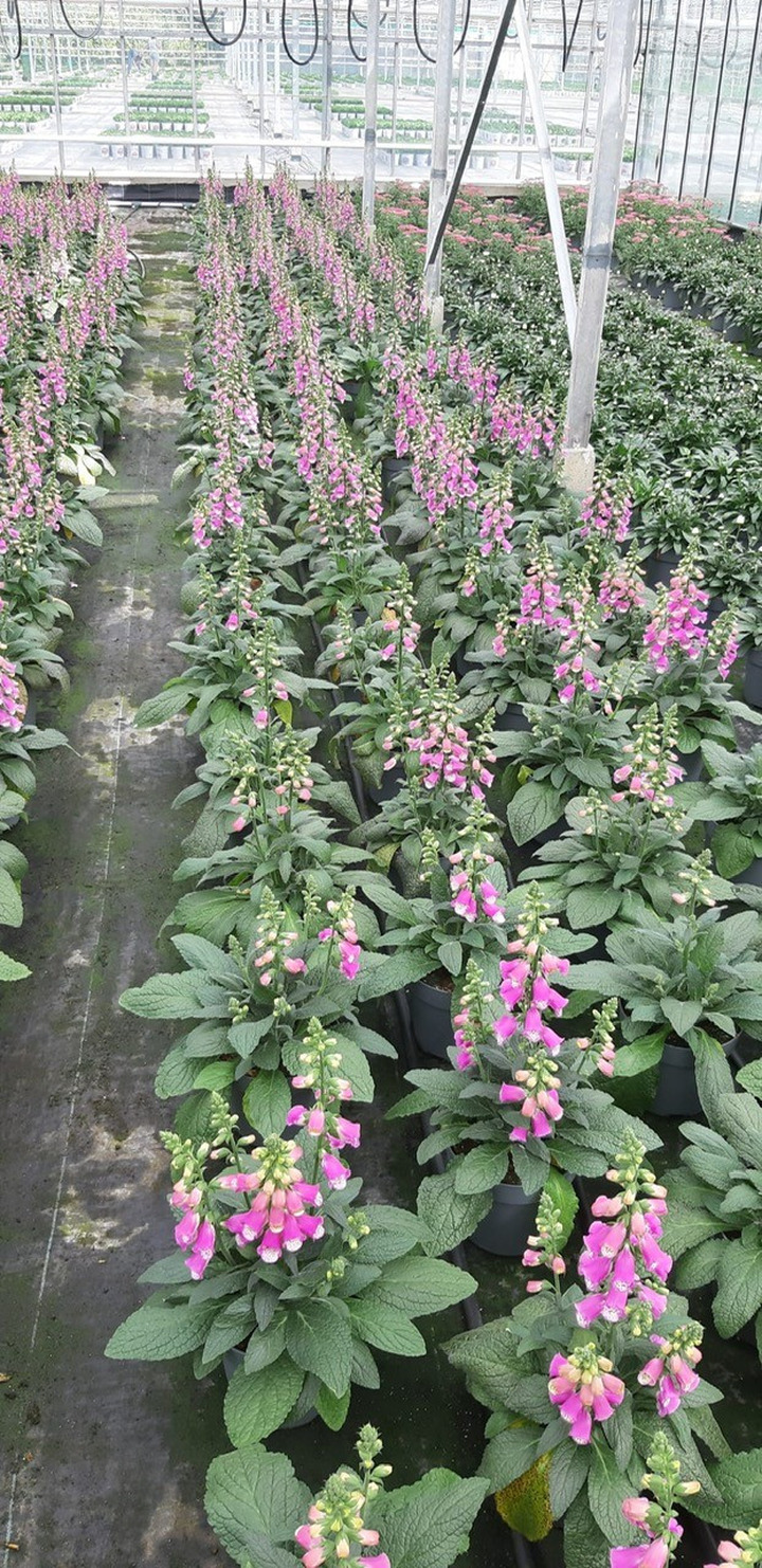 Digitalis (Lot Digitalis) 'Pink Panther' C3/P19