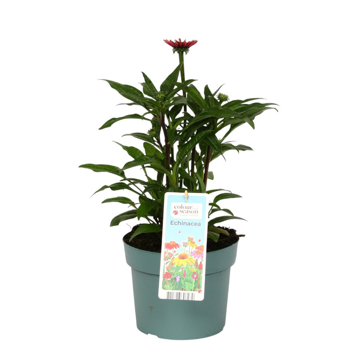 Ežiuolė (Lot Echinacea) 'Mooodz Flirty' C3/P19