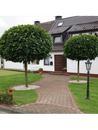 Klevas Paprastasis (Lot. Acer Platanoides) "GLOBOSUM" C5-KLEVAI-MEDŽIAI