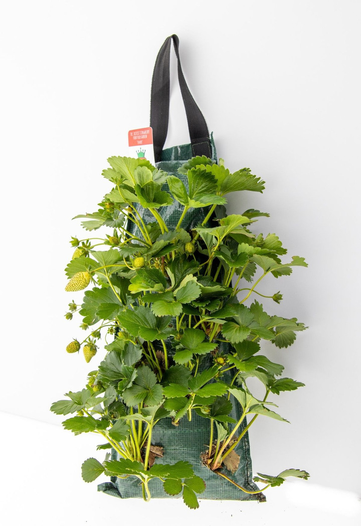 Braškė (Lot Fragaria) 'Summerking' WANDHANGER