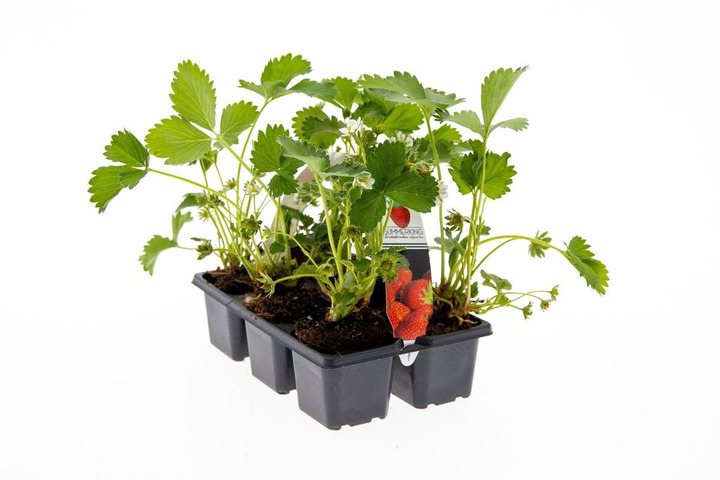 Braškė (Lot Fragaria) 'Summerking' 6-PACK