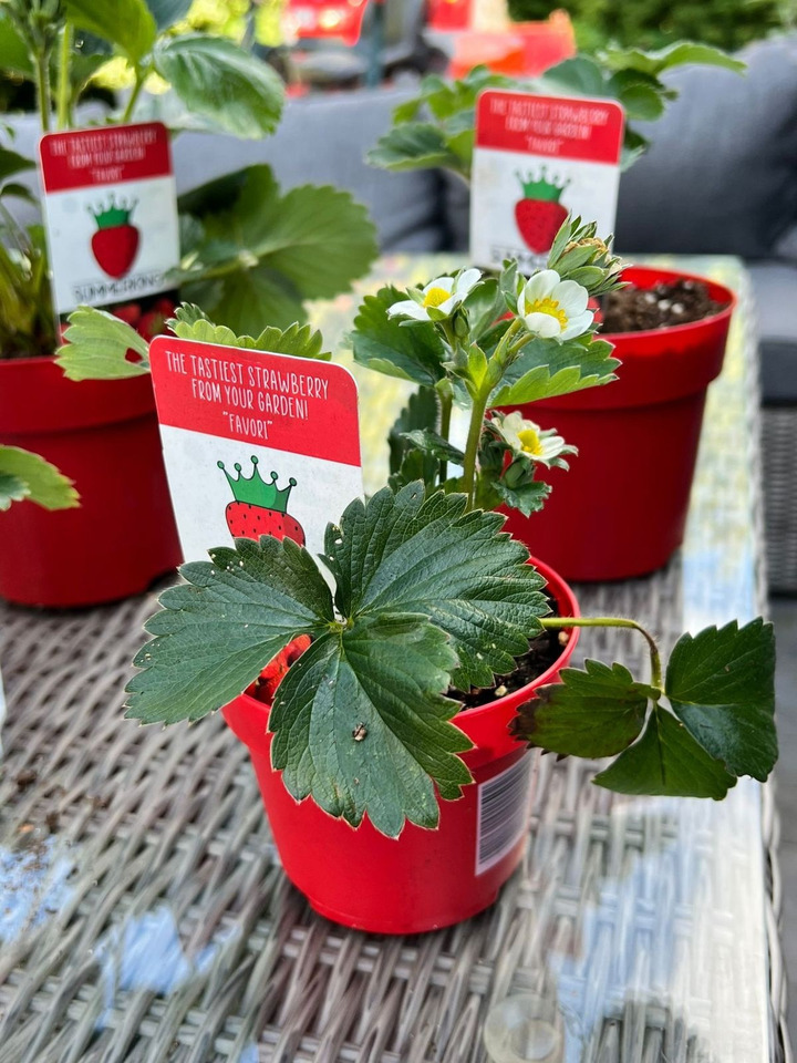 Braškė (Lot Fragaria) 'Summerking' P9