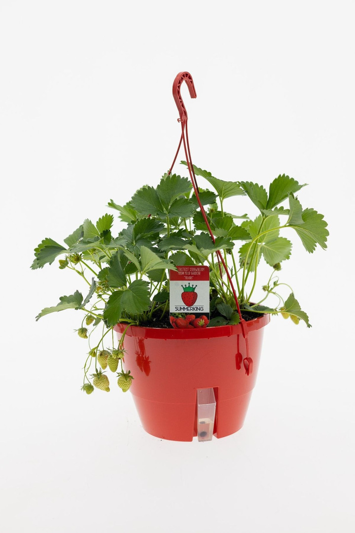 Braškė (Lot Fragaria) 'Summerking' C8/P27 HANGING BASKET