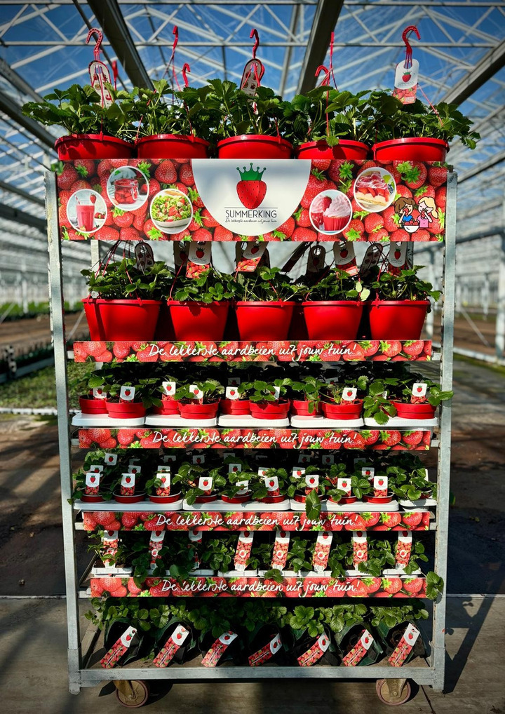 Braškė (Lot Fragaria) 'Summerking' MIX 20x1 C3/P19 + 10x1 C10/P27 Hanging Basket + 7x1 C6/P26 Wall Hanger 16x1 6-PACK 18x1 P10,5