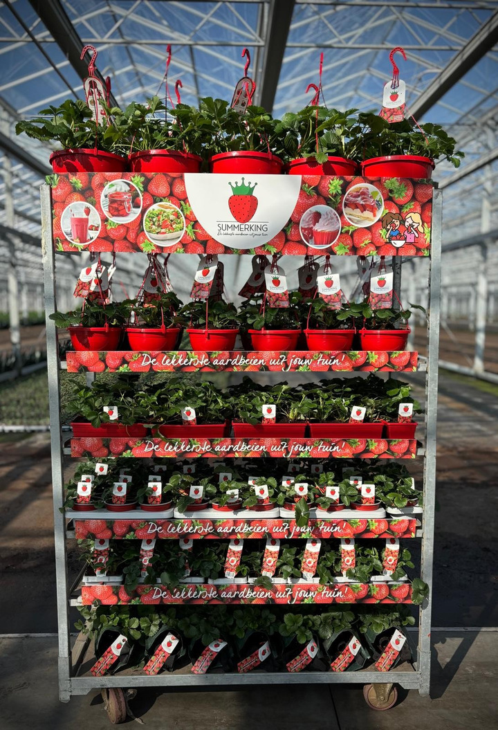 Braškė (Lot Fragaria) 'Summerking' MIX 15x1 C5/P23 + 20x1 C3/P19 Hanging Basket + 22x1 C10 Patio + 6x12 P9 & 7x1 Wall Hanger