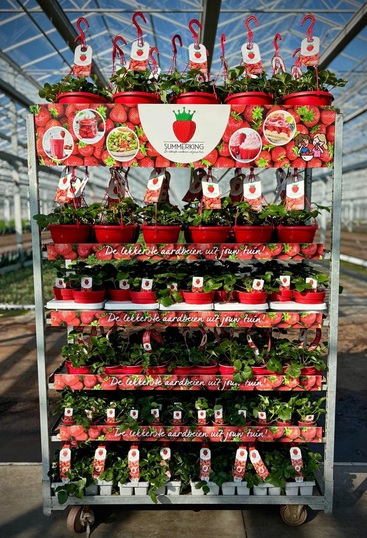 Braškė (Lot Fragaria) 'Summerking' MIX 10x1 C10 + 15x C5/P23 Hanging Basket + 5x6 C1,5/P15 + 5x10 P12 & 14x1 6-PACK