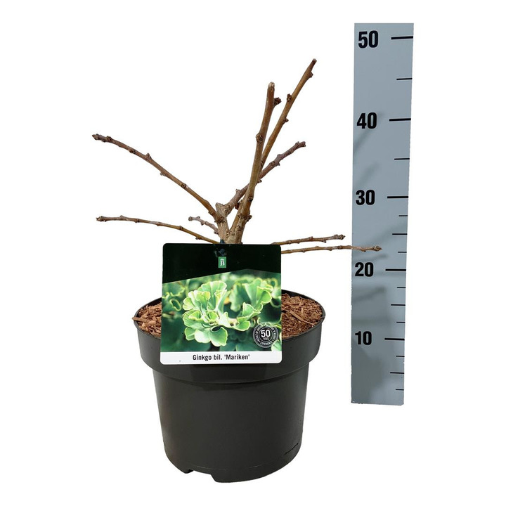 Ginkmedis dviskiautis (Lot Ginkgo biloba) 'Mariken' C5/P23 30-40 CM