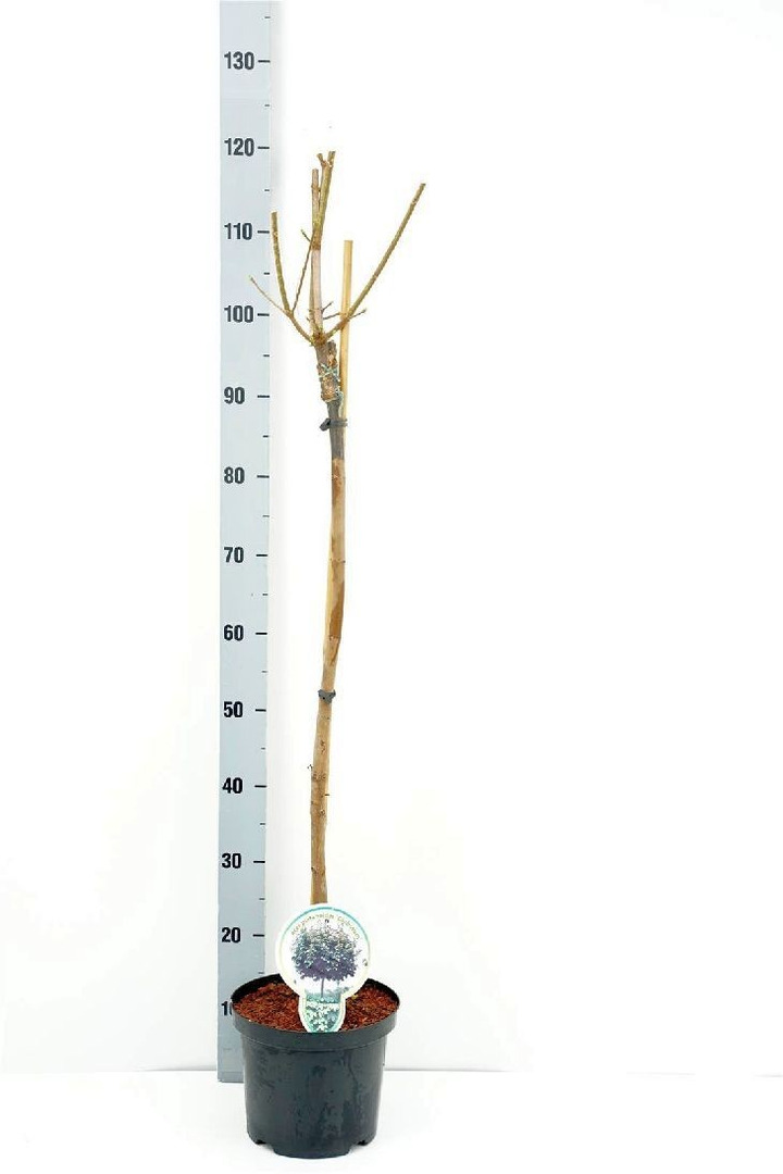 Klevas Paprastasis (Lot. Acer Platanoides) "GLOBOSUM" C5-KLEVAI-MEDŽIAI