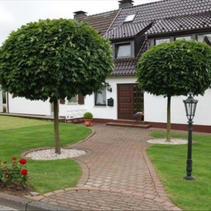 Klevas Paprastasis (Lot. Acer Platanoides) "GLOBOSUM" C10-KLEVAI-MEDŽIAI