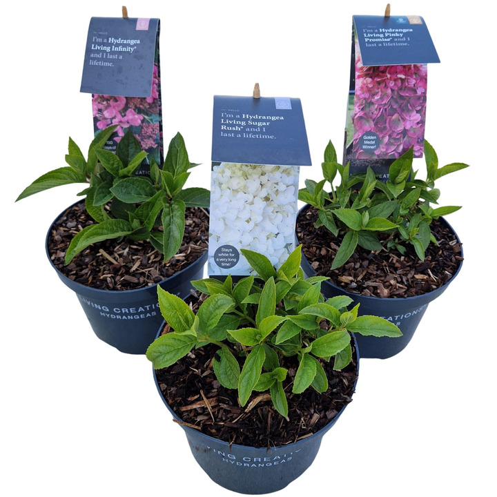 Šluotelinė hortenzija (Lot Hydrangea pan.) 'Novelty Mix' C2/P17 20-25 CM