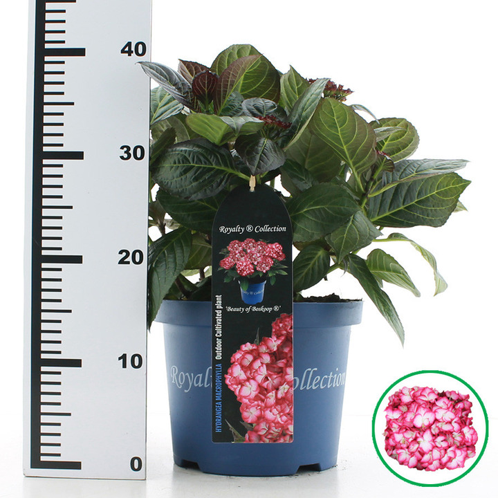 Hortenzija didžialapė (Lot Hydrangea m.) 'Beauty of Boskoop' C5/P23 30-40 CM