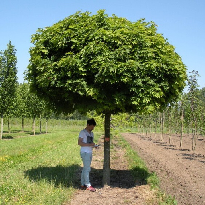 Klevas Paprastasis (Lot. Acer Platanoides) "GLOBOSUM" C10-KLEVAI-MEDŽIAI