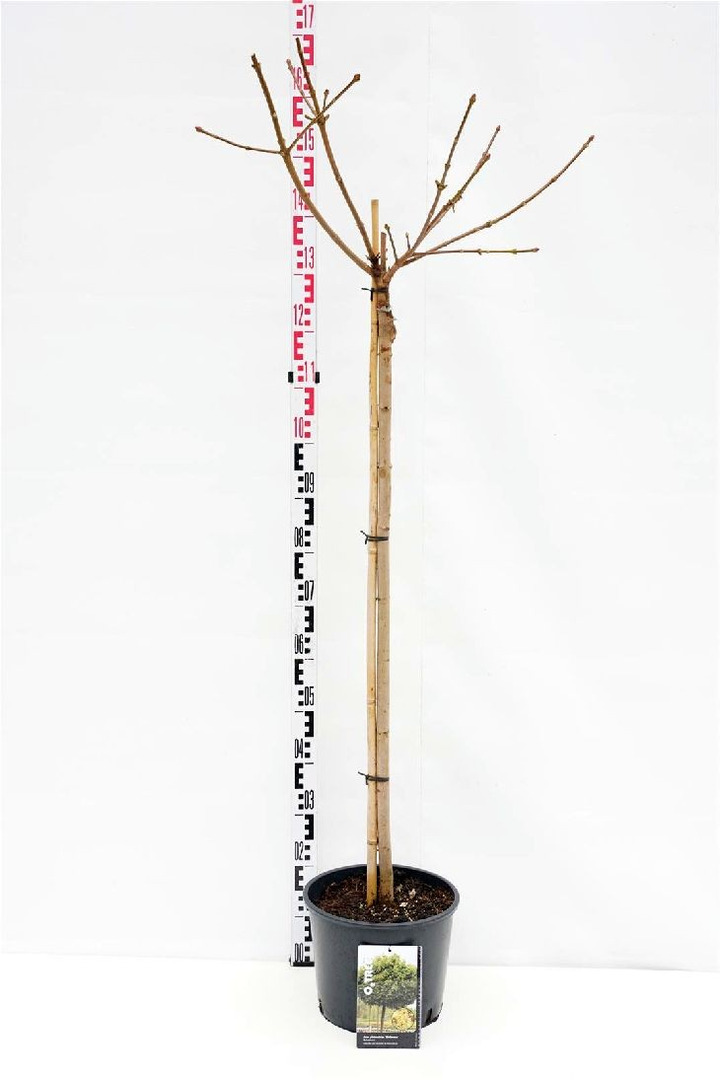 Klevas Paprastasis (Lot. Acer Platanoides) "GLOBOSUM" C10-KLEVAI-MEDŽIAI