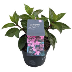Šluotelinė hortenzija (Lot Hydrangea pan.) 'Infinity' C2/P17 20-25 CM