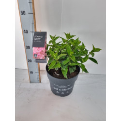 Šluotelinė hortenzija (Lot Hydrangea pan.) 'Little Love' C5/P23