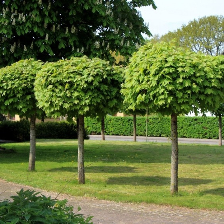Klevas Paprastasis (Lot. Acer Platanoides) "GLOBOSUM" Dydis C7.