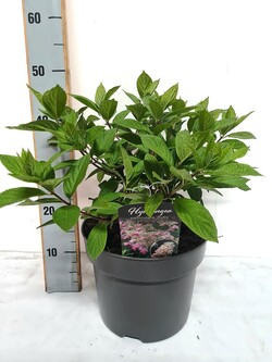 Šluotelinė hortenzija (Lot Hydrangea pan.) 'Ruby' C7,5/P26