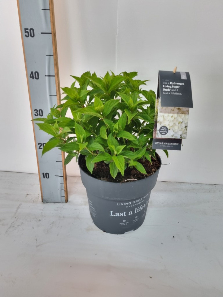 Šluotelinė hortenzija (Lot Hydrangea pan.) 'Sugar Rush' C5/P23
