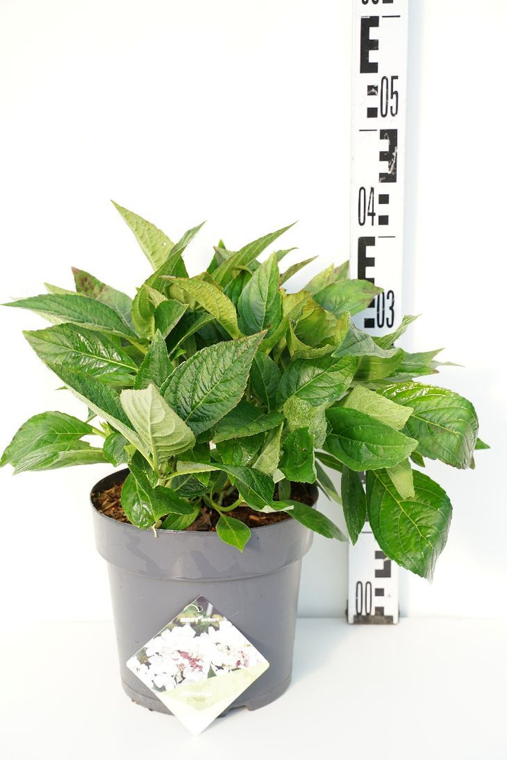Krūminė hortenzija (Lot Hydrangea serr.) 'Cloudi' C4/P21 30-40 CM