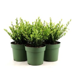 Rinčiuotasis bugienis (Lot Ilex cren.) 'Jenny' C2/P17 25-30 CM