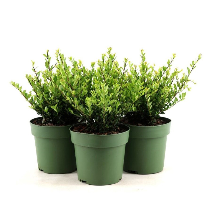 Rinčiuotasis bugienis (Lot Ilex cren.) 'Jenny' C2/P17 25-30 CM