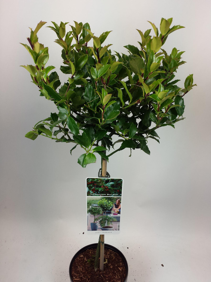 Bugienis (Lot Ilex mes.) 'Blue Maid' C3/P19 STIEBAS 50 CM