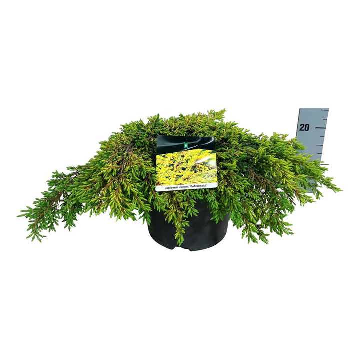 Kadagys paprastasis (Lot Juniperus comm.) 'Goldschatz' C7,5/P26 50-60 CM