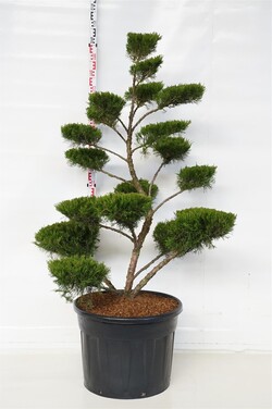 Tarpinis kadagys (Lot Juniperus pf.) 'Mint Julep' BONSAI 150-175 C110 - nuotrauka 1
