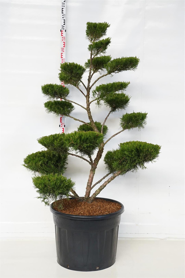 Tarpinis kadagys (Lot Juniperus pf.) 'Mint Julep' BONSAI 150-175 C110