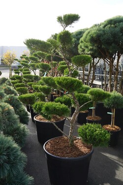 Tarpinis kadagys (Lot Juniperus pf.) 'Mint Julep' BONSAI 150-175 C110 - nuotrauka 2