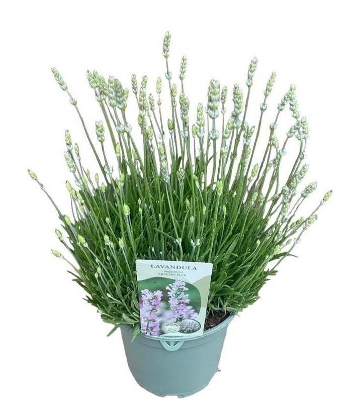 Tikroji levanda (Lot Lavandula ang.) 'BeeZee Pink' C2/P17