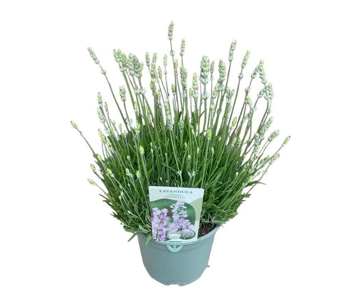 Tikroji levanda (Lot Lavandula ang.) 'BeeZee Pink' C2/P17
