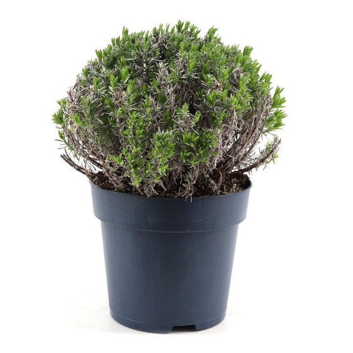 Tikroji levanda (Lot Lavandula ang.) 'Felice Premium Provence' C6,5/P24