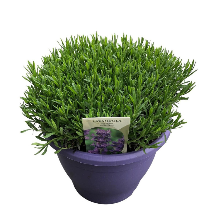 Tikroji levanda (Lot Lavandula ang.) 'Munstead' C7,5/P26