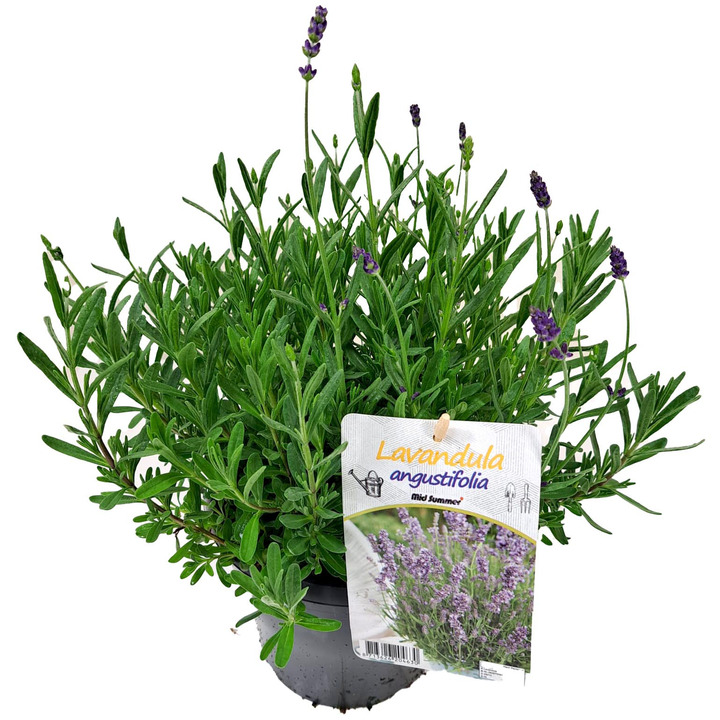 Tikroji levanda (Lot Lavandula) 'Ardeche' C3/P19