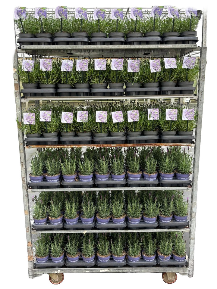 Levanda MIX (Lot Lavandula in) P12