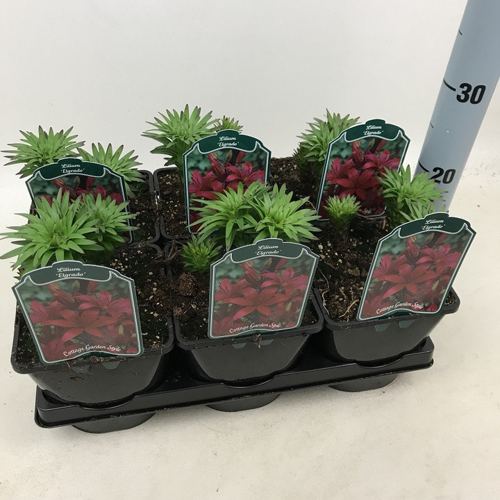 Lelija (Lot Lilium) 'Elgrado' C2/P17