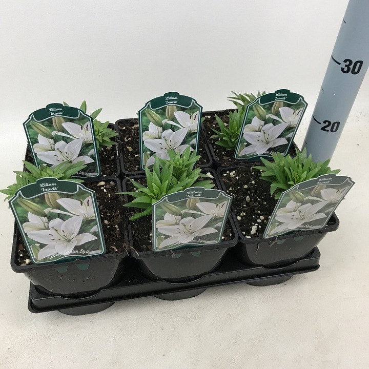 Lelija (Lot Lilium) 'Inuvik' C2/P17
