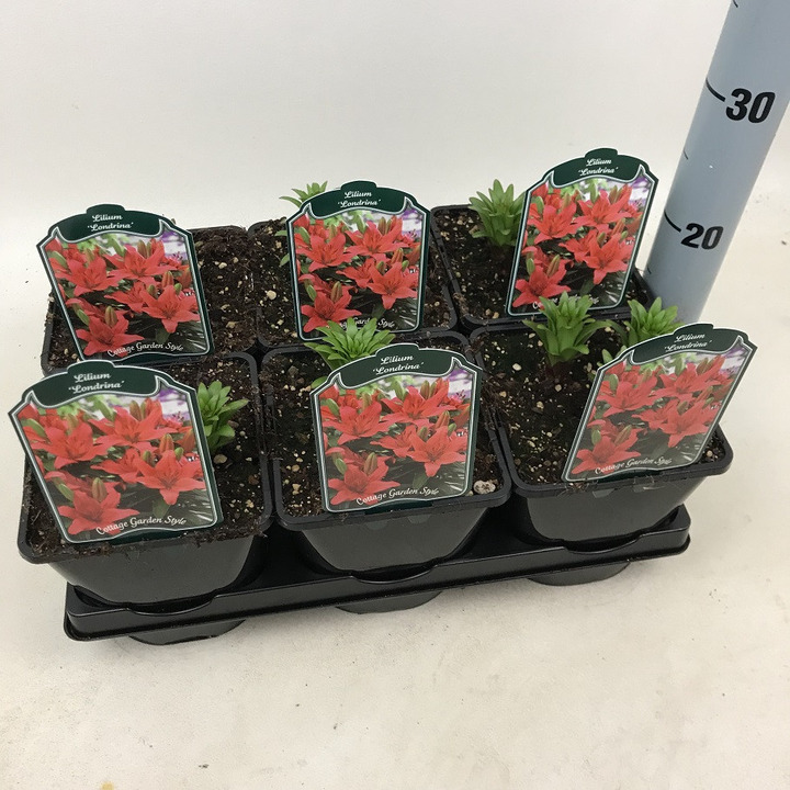 Lelija (Lot Lilium) 'Londrina' C2/P17