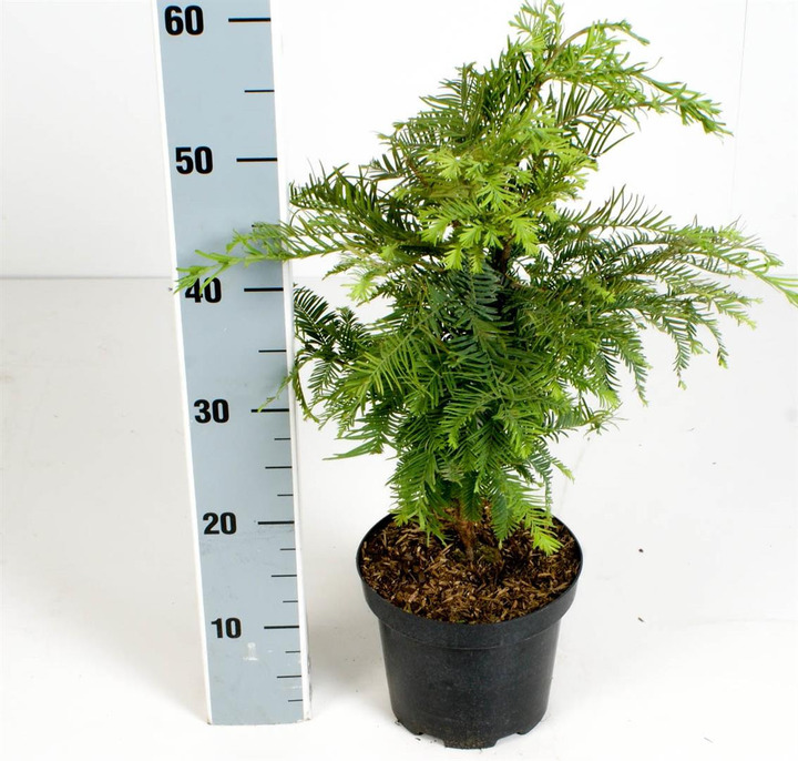 Metasekvoja tikroji (Lot Metasequoia glypt.) 'Chubby' C2,5/P18 30-40 CM