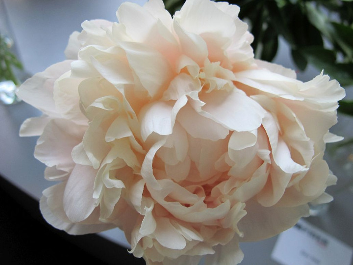 Bijūnai (Lot Paeonia) 'Summer Glow' 3-5 BR